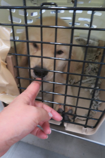 ファイル 6806-1.jpg