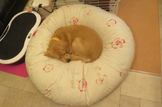 ファイル 6808-1.jpg