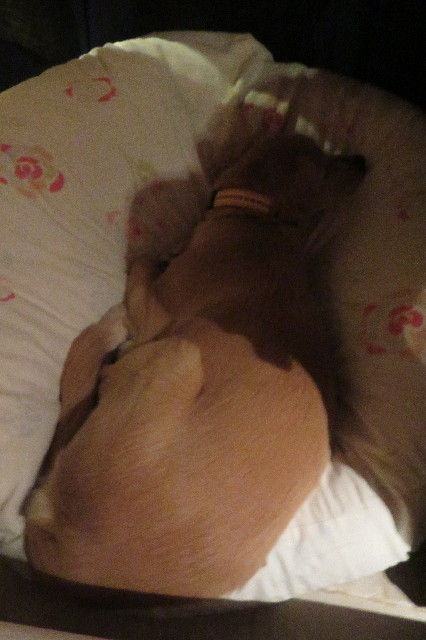 ファイル 6808-2.jpg