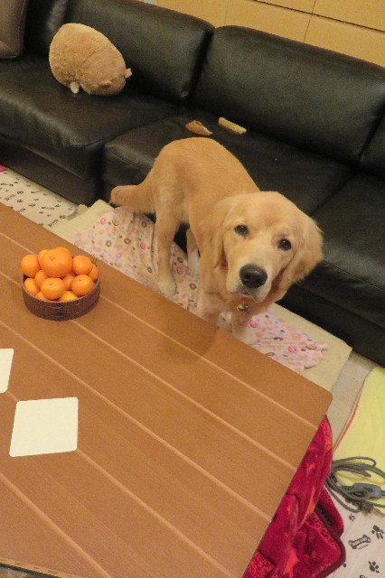 ファイル 6809-1.jpg