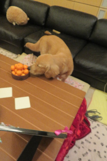 ファイル 6809-2.jpg