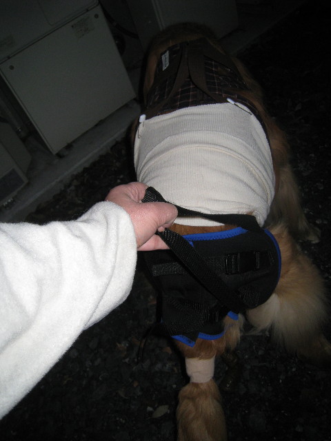 ファイル 681-1.jpg