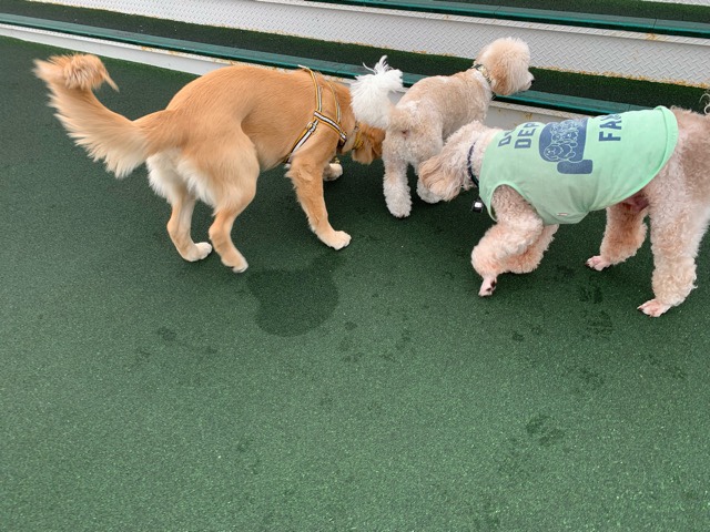 ファイル 6816-1.jpg