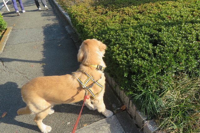 ファイル 6820-1.jpg