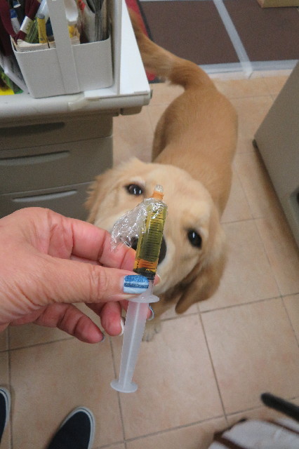 ファイル 6822-1.jpg