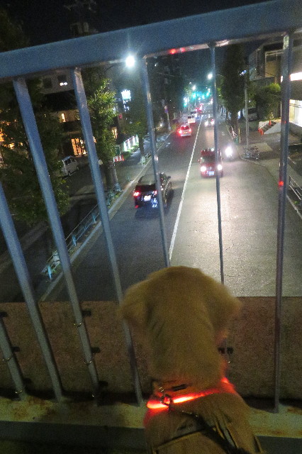 ファイル 6828-1.jpg