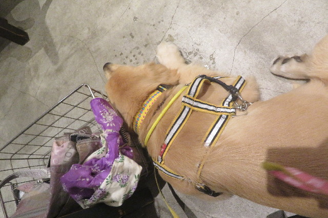 ファイル 6828-2.jpg