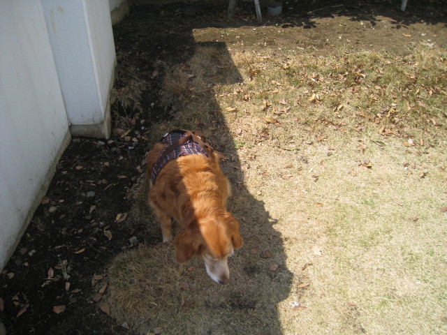 ファイル 684-1.jpg