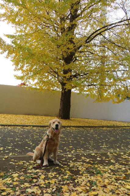 ファイル 6841-1.jpg