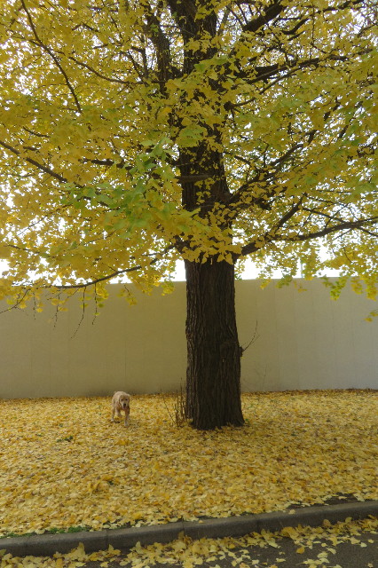 ファイル 6841-3.jpg