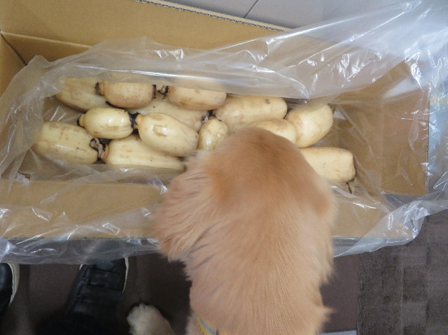 ファイル 6852-1.jpg