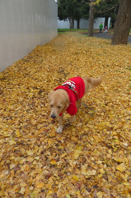 ファイル 6867-5.jpg