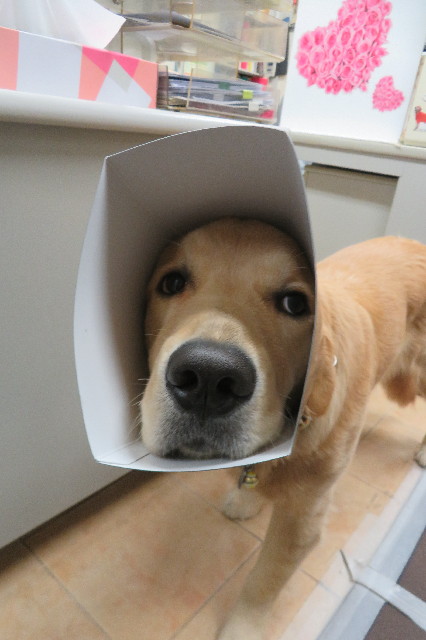 ファイル 6878-5.jpg