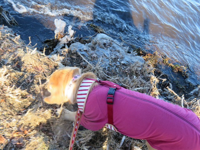 ファイル 6896-5.jpg