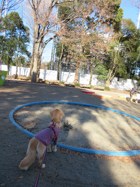 ファイル 6919-1.jpg