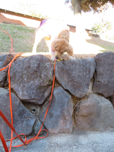 ファイル 6919-4.jpg