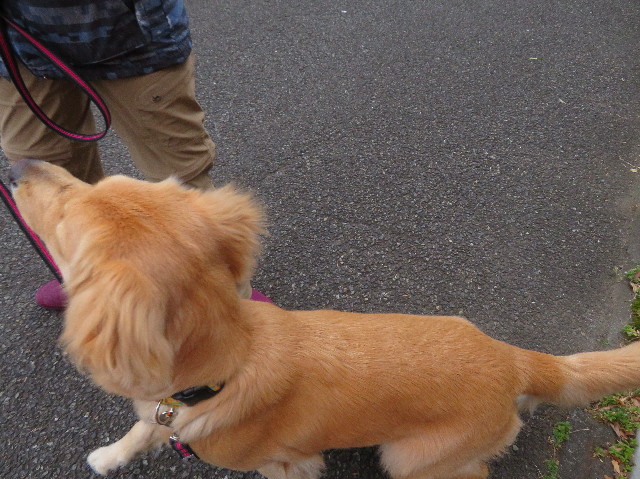 ファイル 6930-1.jpg