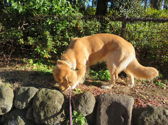 ファイル 6931-2.jpg