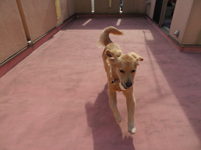 ファイル 6932-4.jpg