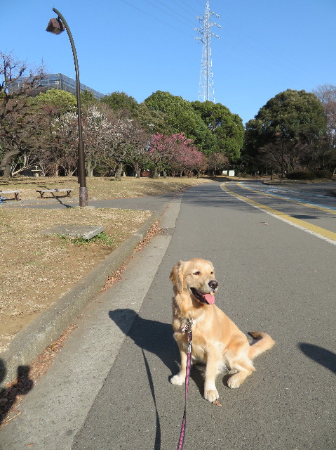 ファイル 6933-1.jpg