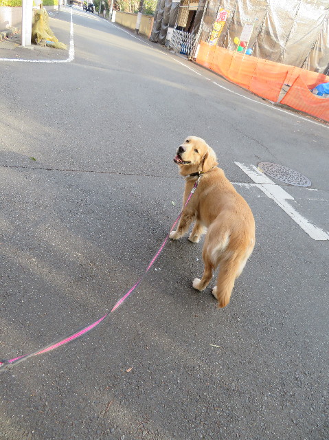 ファイル 6949-1.jpg