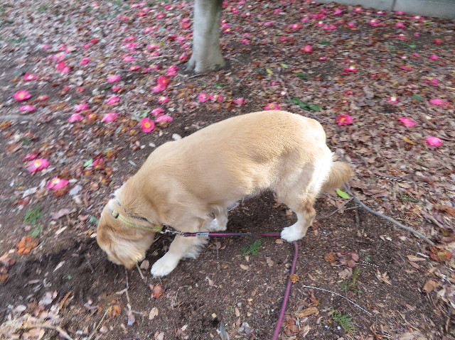 ファイル 6949-3.jpg