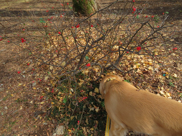 ファイル 6952-4.jpg