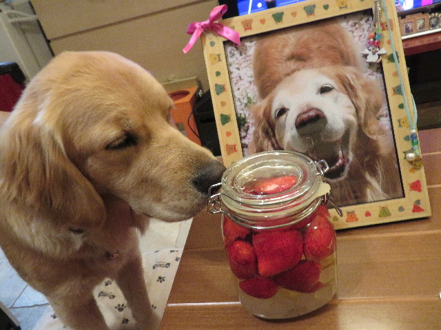 ファイル 6952-5.jpg