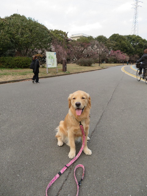 ファイル 6953-1.jpg