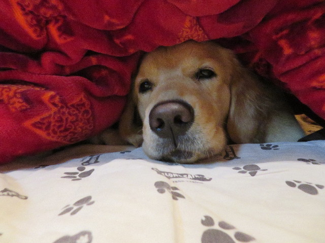 ファイル 6954-4.jpg