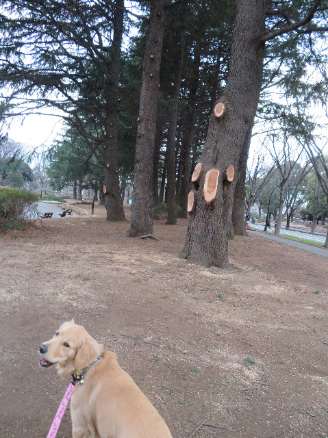 ファイル 6955-1.jpg