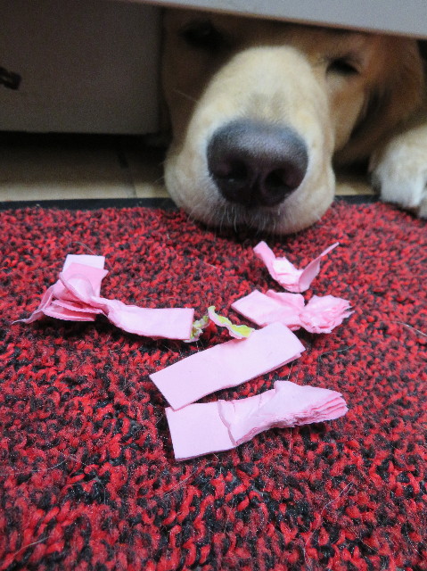 ファイル 6955-3.jpg