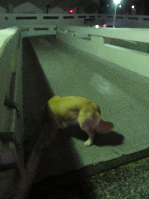 ファイル 6955-5.jpg