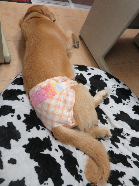 ファイル 6957-1.jpg