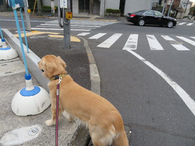 ファイル 6960-1.jpg