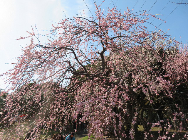 ファイル 6970-2.jpg