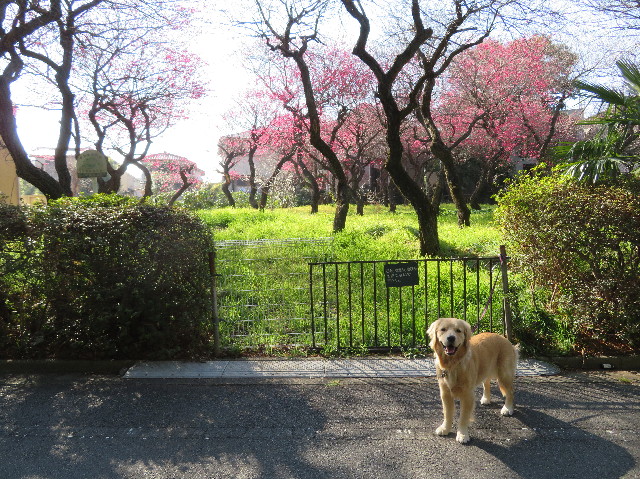 ファイル 6971-1.jpg