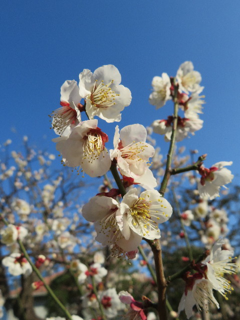 ファイル 6971-4.jpg