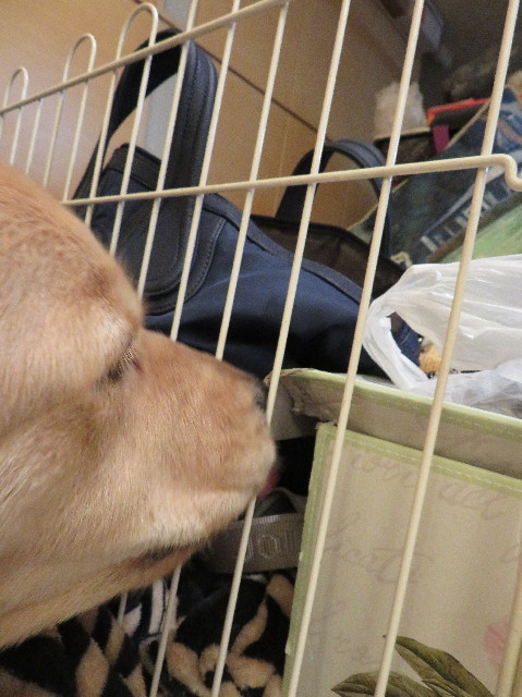 ファイル 6977-3.jpg