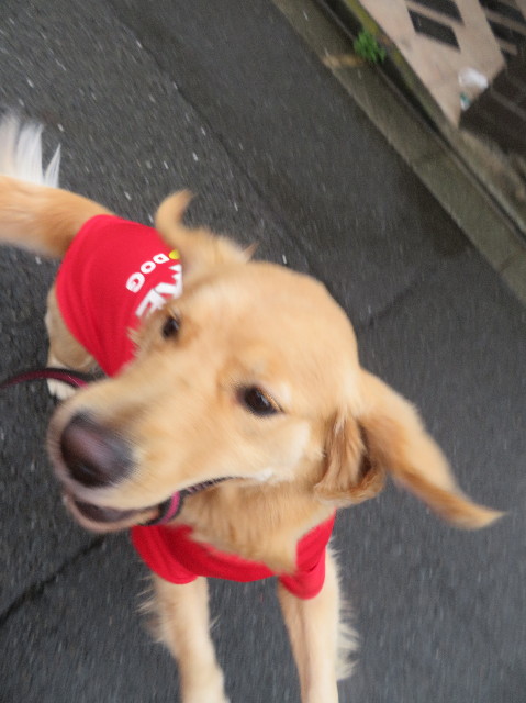 ファイル 6980-2.jpg