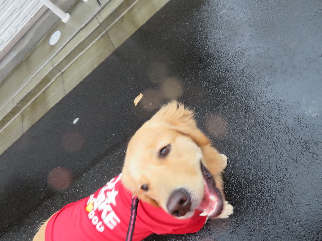 ファイル 6980-4.jpg