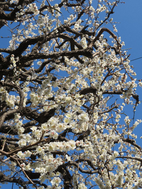 ファイル 6981-4.jpg