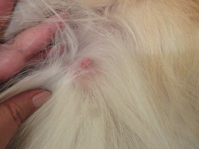 ファイル 6983-1.jpg