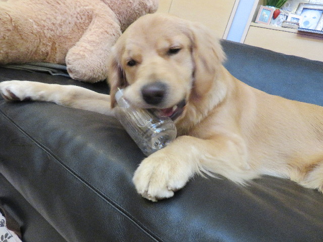 ファイル 6983-2.jpg