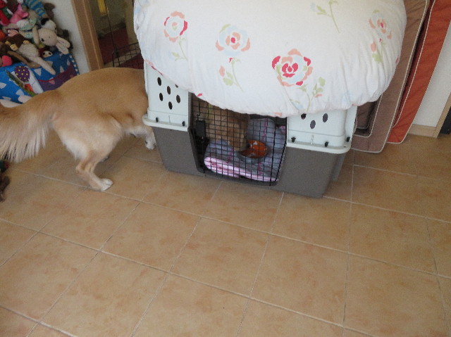 ファイル 6985-2.jpg