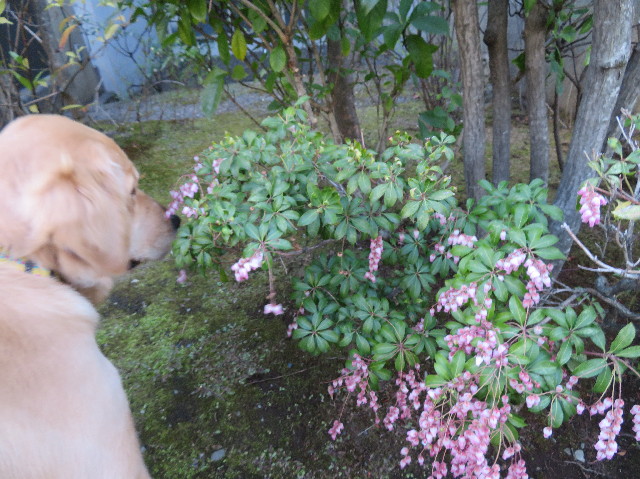 ファイル 6986-3.jpg