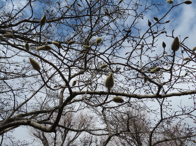 ファイル 6990-1.jpg