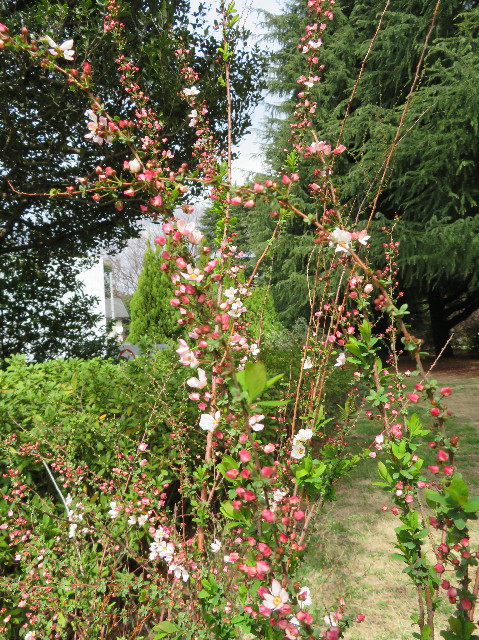 ファイル 6990-3.jpg