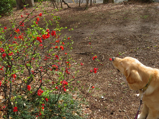 ファイル 6990-4.jpg