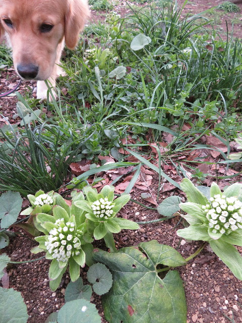 ファイル 7001-3.jpg